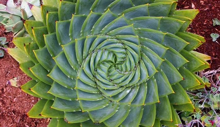 Bilateral Symmetry in Art and Nature